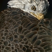 Hon. Mention - Kathy S. Copsey - “The Dream of the Uwohali” – www.kathycopsey.com