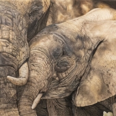 Hon. Mention - Gemma Gylling - “They Love, They Play, They Mourn - Save Them” – www.gemmagylling.com