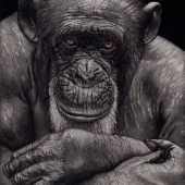 Hon. Mention - Judy Lewis - “Speak to Me” – www.facebook.com/judyspencils