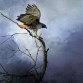 2nd Place – Nicole Wilde - “Rapt Attention” – www.photomagicalart.com