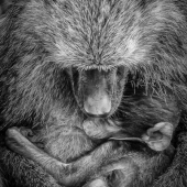 3rd Place – Ali Khataw - “Safe!” – www.khataw.com