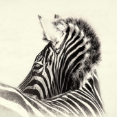 6th Place – Helen Akerstrom - “Dazzle” – www.facebook.com/helen.akerstrom