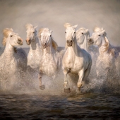 8th Place – Debby Thomas – “Splash” – www.animalartandphotography.com