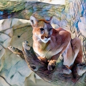 9th Place – Barbara Smits – “Colorful Cougar Crouching” – www.onwfrontiertours.com