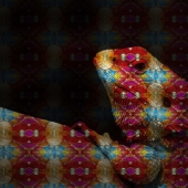 Hon. Mention – Gareth Jones – “Well Dressed Bearded Dragon” – www.gpjones1.format.com