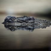 Hon. Mention - Jennifer Podor – “The Croc” – www.mcpodphotography.com