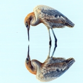 Hon. Mention - Richard Higgins - “Curious” – www.naturesvisionphotography.com