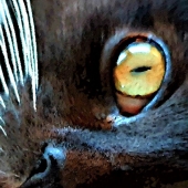 Hon. Mention - Tracey Lee Cassin - “Gypsy” – www.traceyleecassin.com