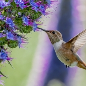 Hon. Mention - Mike Barbee - “Hummingbird” – www.mikebarbee.com