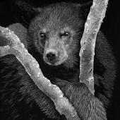 Lynn Kibbe - “Hanging Around” – https://lynnkibbefineart.weebly.com