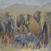 Allison Kennedy - “Elephants” – https://allisonk.myportfolio.com
