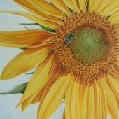 Pauline Clay - “The Face of Summer” – http://www.paulineclay.com