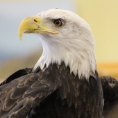 Harold Grimes - “Freedom” – http://overthesidephotography.com