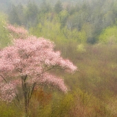 John Pingree - “Andre's Tree” – http://www.flickr.com/photos/jpingree