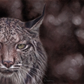 Susan Murray - “Iberian Lynx” – http://www.susanmurrayart.co.uk/
