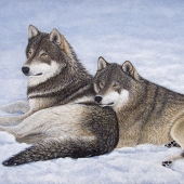 Sandy Moser - “Nap Interrupted” – https://sandymoserart.ca/