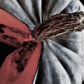 Tracey Lee Cassin - “A Cut” – https://traceyleecassin.com/