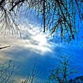 Joanne Vecchio - “Tree Light” – http://www.mindfulphotography.co/