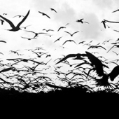 Pablo McLoud - “For the Birds” – http://www.pablophotography.com/