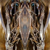 Eunice Bossman-Okai - “Exposed” – http://www.meitamlondon.com/