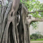 4th Place – Deborah Perlman - “Banyan Scape 400” – www.artbydperlman.com
