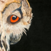 6th Place – Alan Taylor - “Bubo-bubo the Eurasian Eagle Owl” – www.alantaylorart.co.uk