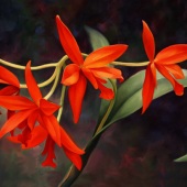 Laurie Snow Hein - “Red Hat Girls” – http://www.lauriesnowhein.com/