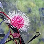 Ann Thomas - “Australian Native Pincushion Hakea” – annthethird@gmail.com