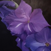 Chantal Bourque - “Purple Gladiola” – https://chantalabourque.wixsite.com/website