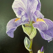 Gayle ConklinLowe - “Iris” – Gayleconklinlowe@gmail.com