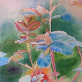 Lisa Freeman-Wood - “Rose Leaves at Dawn” – lmfreemanwood@yahoo.com