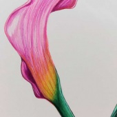 Robin Rudolph - “Calla Lily” – https://www.instagram.com/robin.rudolph.fineart/