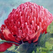 Gaye Boltong - “Waratah” – gayeboltong@gmail.com