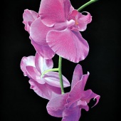 Ivan Jones - “Moth Orchid” – http://www.ivanjonesart.co.uk/