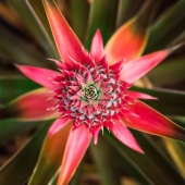 Michael Minella - “A Prickly Beginning” – https://500px.com/michael160