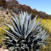 Alexandre Nodopaka - “The Trail to Success is Thorny” – https://fineartamerica.com/profiles/alex-nodopaka