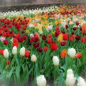 Y. Hope Osborn - “Monet Lilliaceae 2” – http://artworkarchive.com/profile/YHopeOsborn