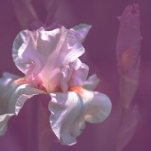 Suzanne Sahakian - “Beverly Sills Iris” – http://www.suzannesahakianphotography.com/an-“Beverly-Sills-Iris”