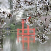 Zheng Cha - “Cherry Blossom” – zcha123@yahoo.com