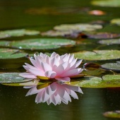 Christa Bailey - “Peace Garden” – https://sites.google.com/view/christalblooms/home