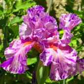 Marcia Berg Haskell - “Iris” – http://www.marciascreativeworld.com/