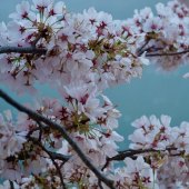 Dilian Deal - “Cherry Blossoms” – http://www.diliansart.com/
