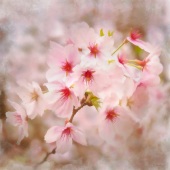 Barbara Mierau-Klein - “Cherry Blossom Watercolor” – http://www.barbaramierauklein.com/