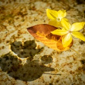 Gwendolyn Roth - “Casting Shadows” – http://www.gwenroth.zenfolio.com/