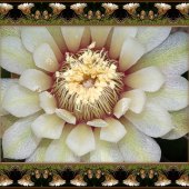 Dick and Rosanne - “Cactus Flower” – http://www.dickandrosanne.com/