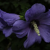 Stephen Mimms - “Purple Passion” – http://www.mimmsphotography.com/