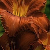 Stephen Mimms - “Simply Red” – http://www.mimmsphotography.com/