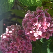 Mary Olivanti-Duerksen - “Hope in Autumn” – mduerksen@stetson.edu