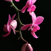 Monique L'Heureux - “Orchid Quintet” – http://www.artanddesigns.net/