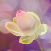 Maureen Ravnik - “Kissed by the Sun” – http://www.maureenravnik.crevado.com/